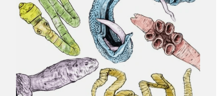 Parasitas do corpo humano