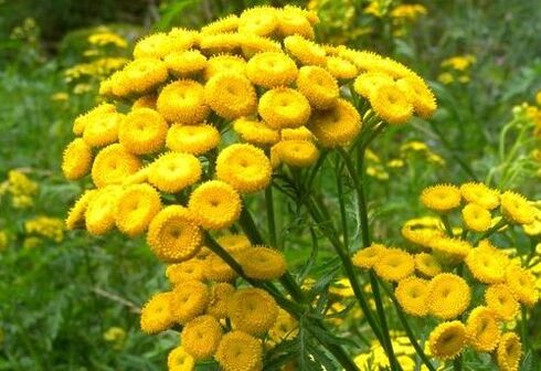 Fãs de parasitas