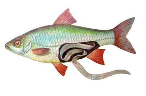 peixes como causa de infecção humana por parasitas