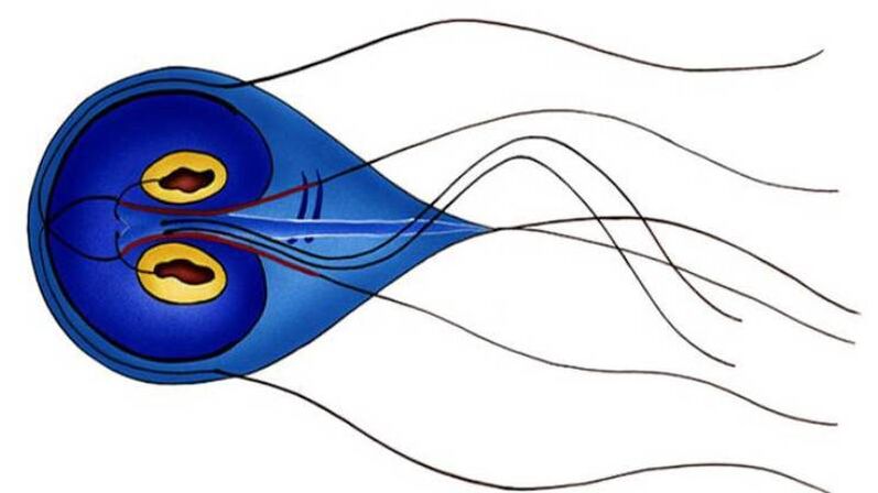 Giardia, um parasita no intestino delgado humano