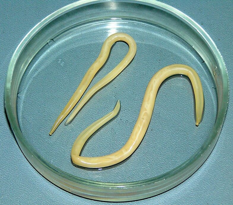 Lombrigas que atacam o sistema digestivo humano, pulmões e coração